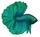 Halfmoon turquoise Halfmoon turquoise