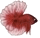 Halfmoon red marble Halfmoon red marble