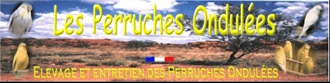Forum Les Perruches Ondulées
