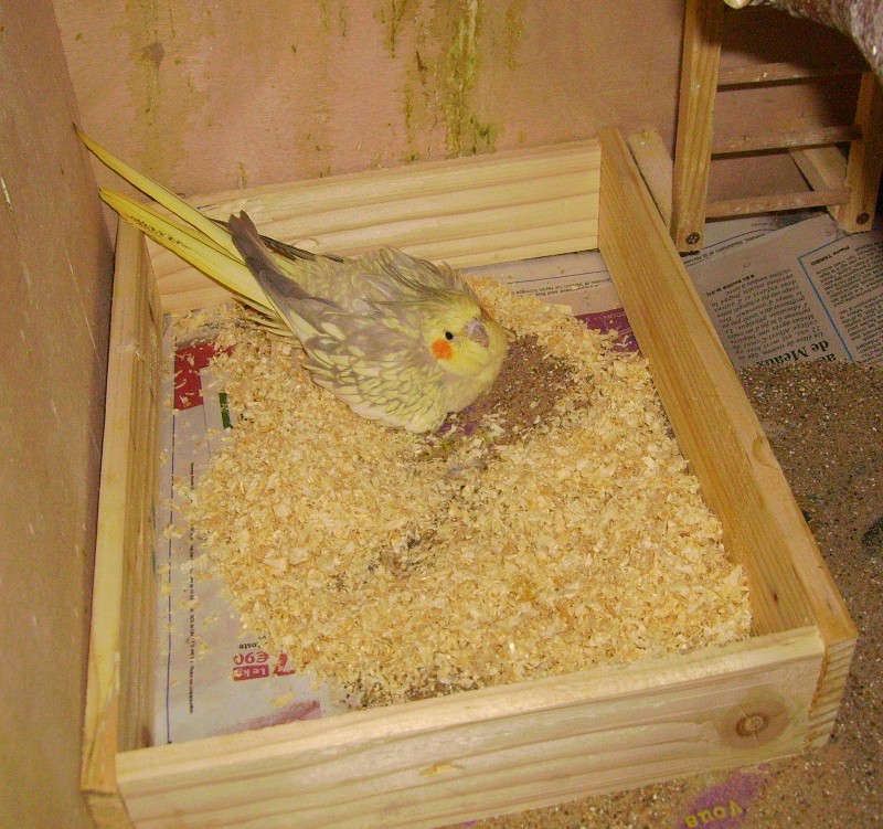 Calopsitte échange d