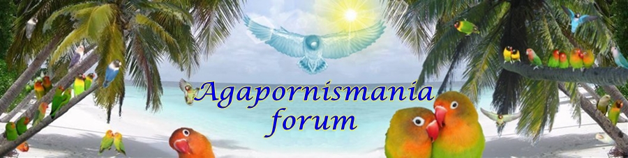 forum di Agapornismania