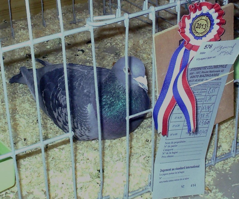 cage_512.jpg