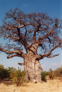 baobab10.jpg
