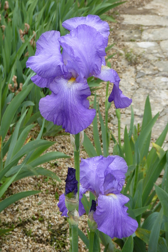 violet12.jpg